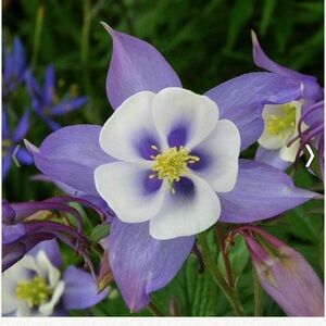 Meet your Posher, Posh